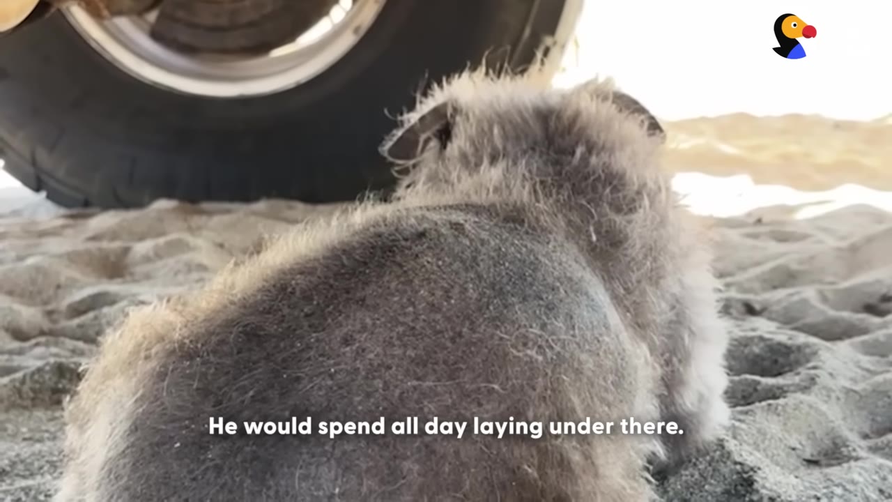A small, scruffy grey dog lies on the sand under the chassis of a vehicle, facing away from the camera near a large tire.