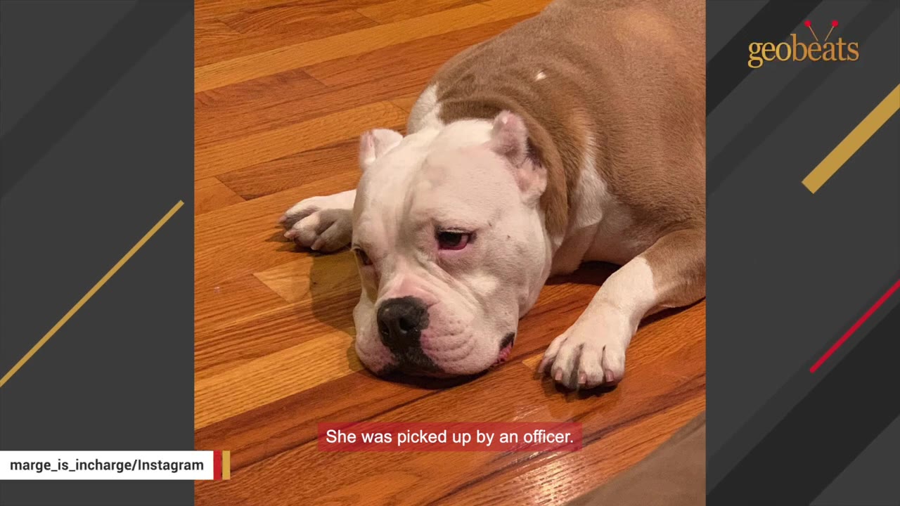 A brown and white dog with a sad expression lies on a polished wooden floor.
