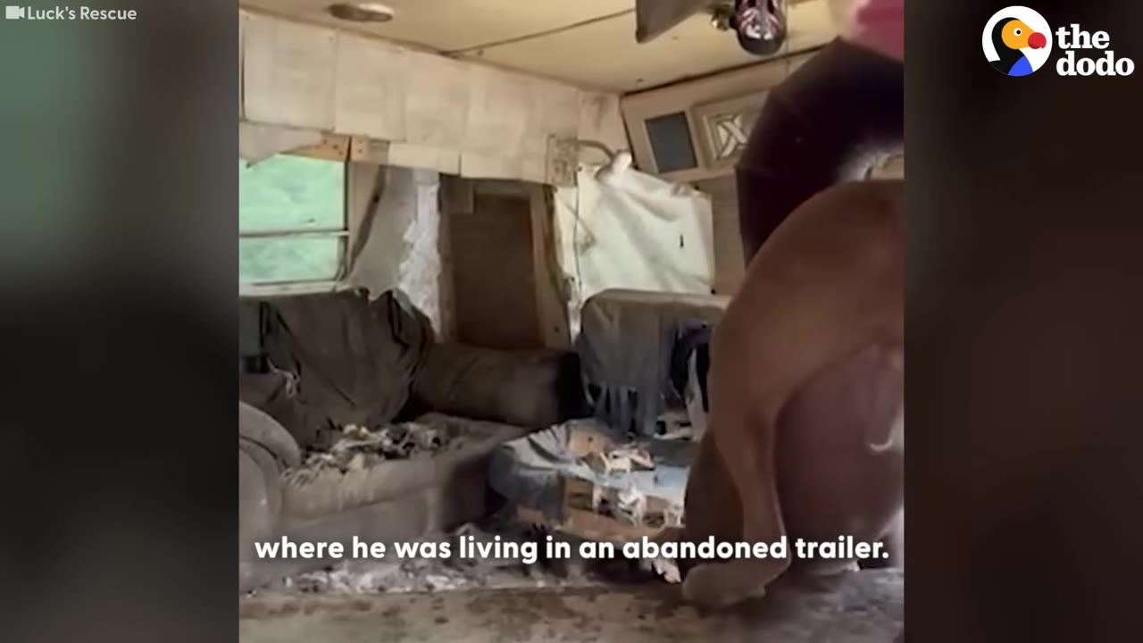 A brown dog stands inside a messy, run-down abandoned trailer with torn furniture and debris on the floor.