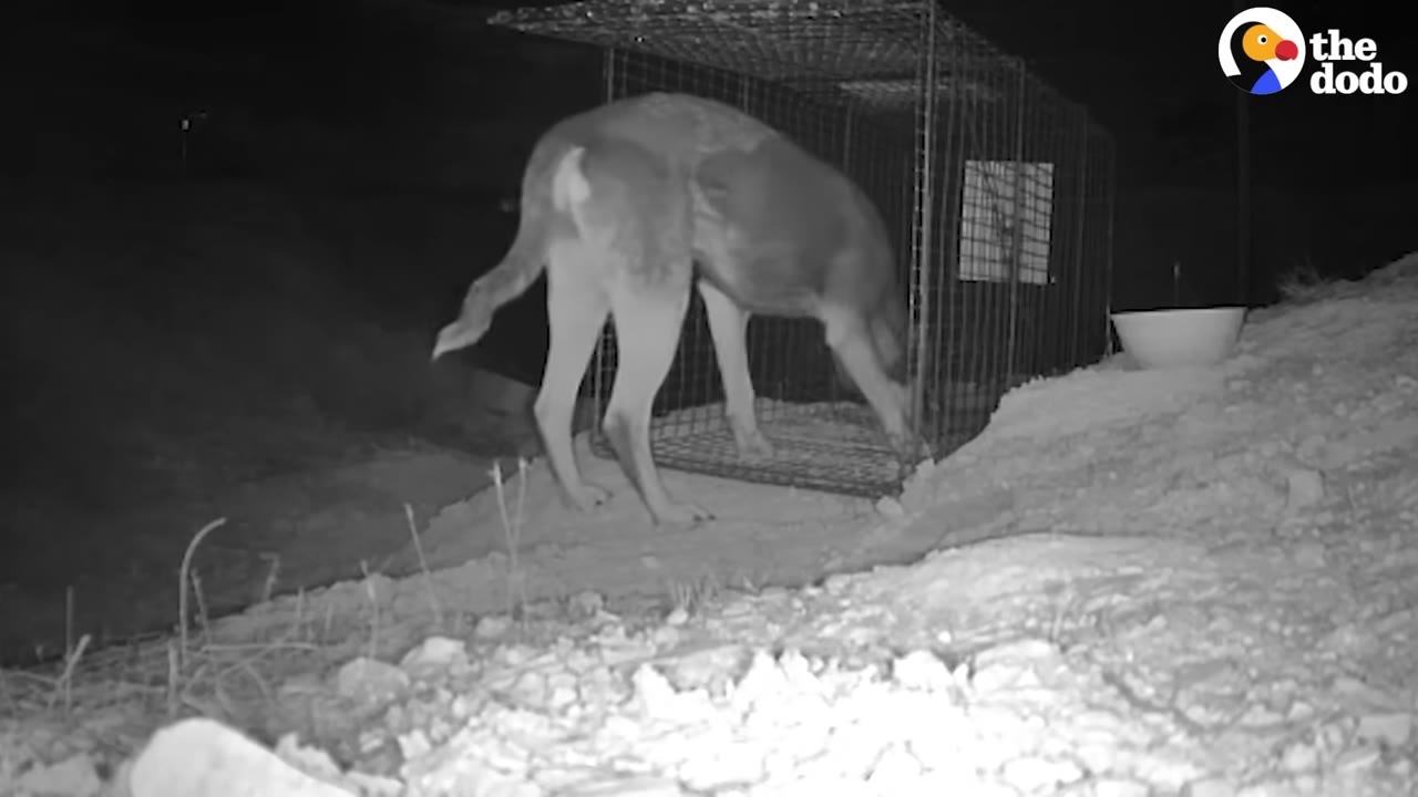 A black-and-white night-vision camera capture of a dog sniffing the ground near a wire cage trap on a rocky desert hillside at night.