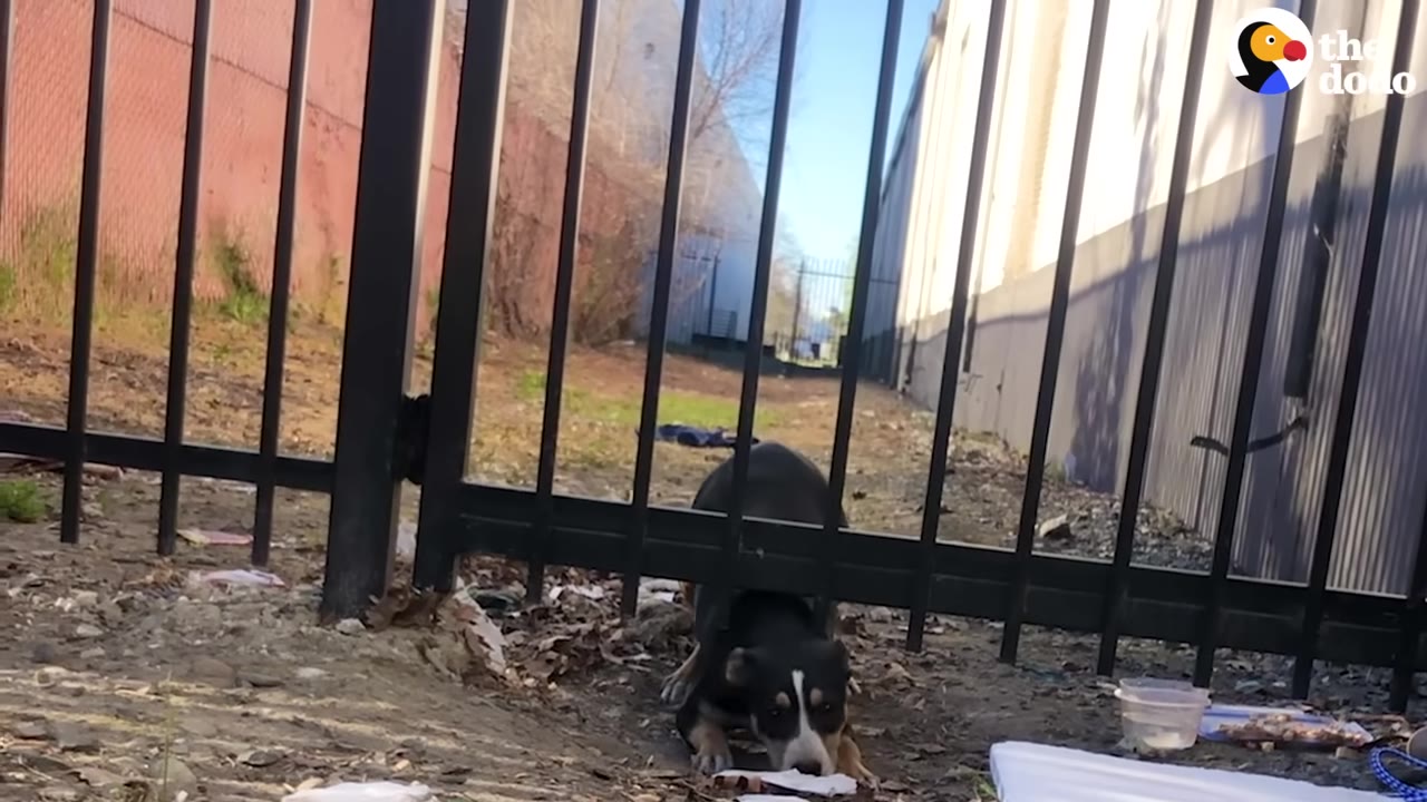 A small black and white dog crouches low to the ground behind a black metal fence in a trash-strewn alleyway, looking up with a timid expression.