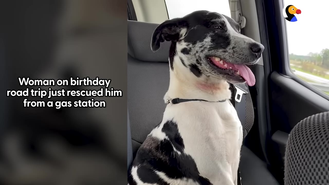A black and white dog with its tongue out sits in the passenger seat of a car.