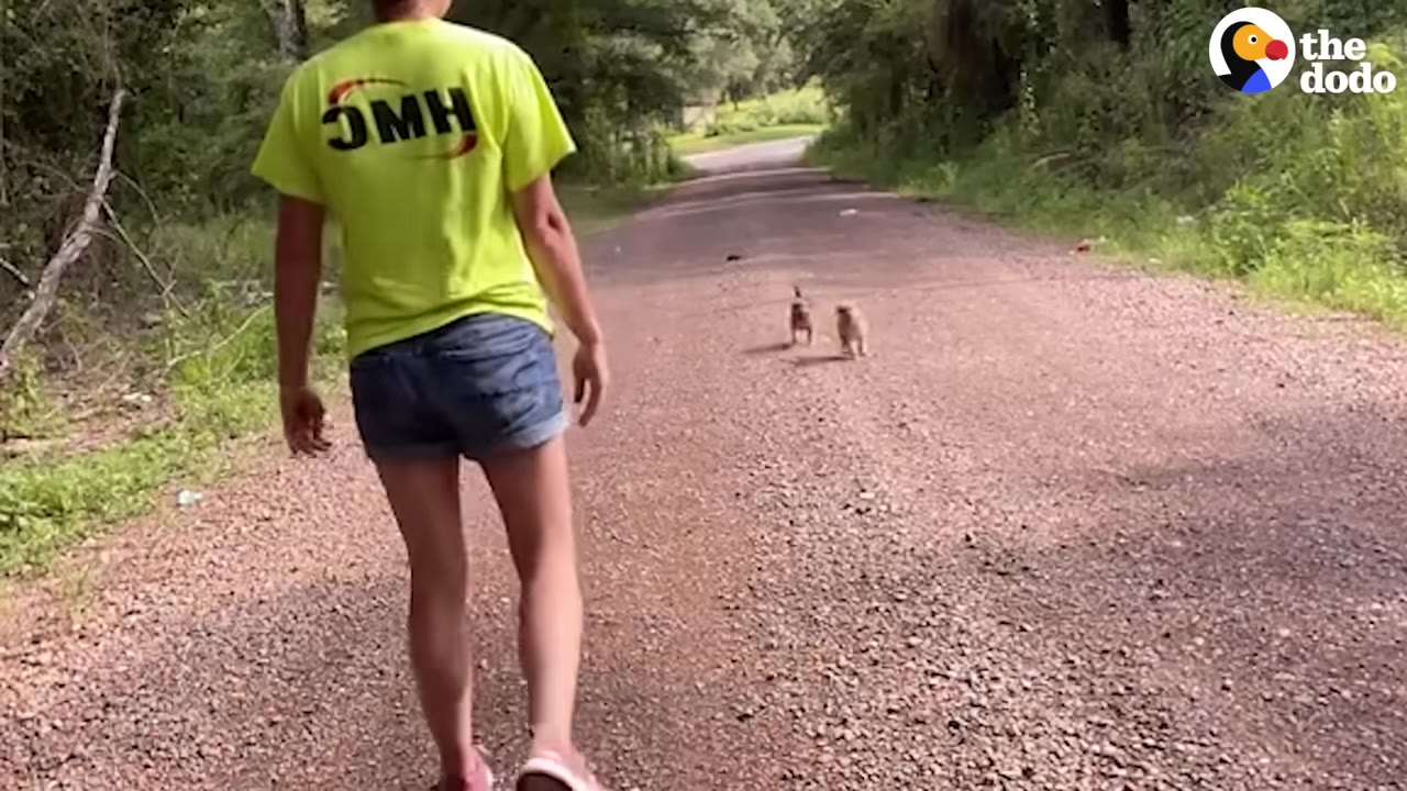 A person in a bright yellow shirt and denim shorts walks down a quiet, dusty dirt road lined with trees, approaching two small brown puppies in the distance.