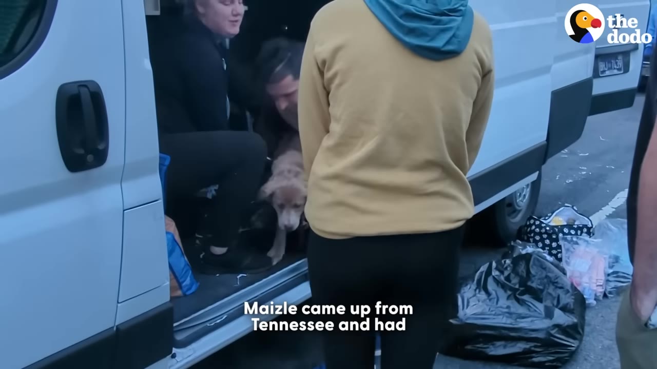 A light brown dog named Maizle is carefully helped out of the back of a white transport van by volunteers.
