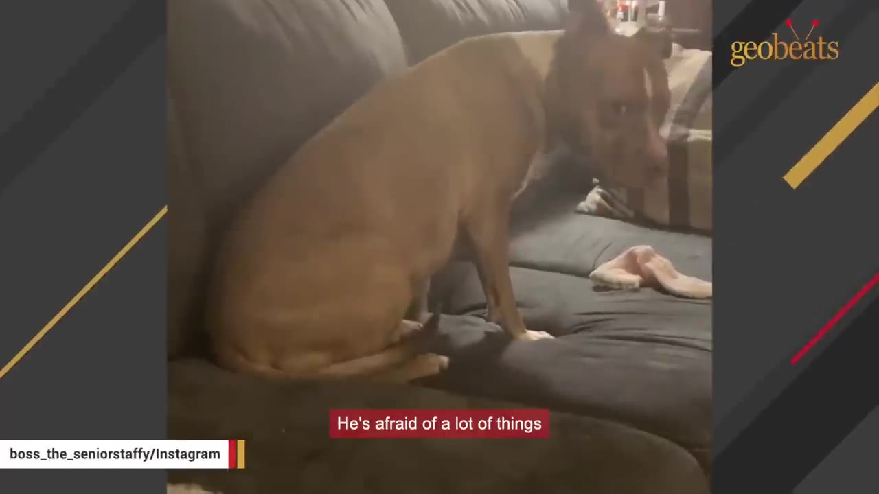 A brown and white dog sits on a dark couch, looking back over its shoulder with a wide-eyed, anxious expression.