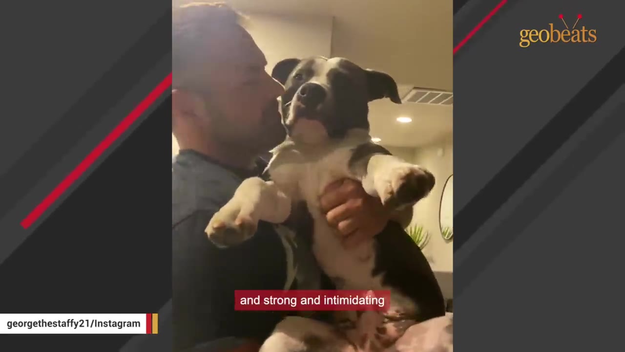 A man holding a muscular black and white Staffordshire Bull Terrier in his arms.