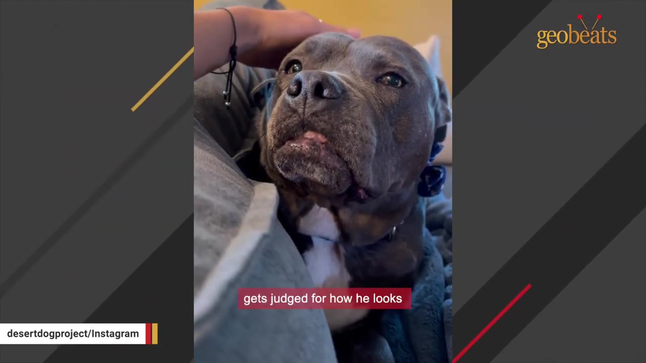 A close-up of a large, grey pit bull-type dog named Sully being gently petted on the head by a person's hand, looking up with soft eyes.