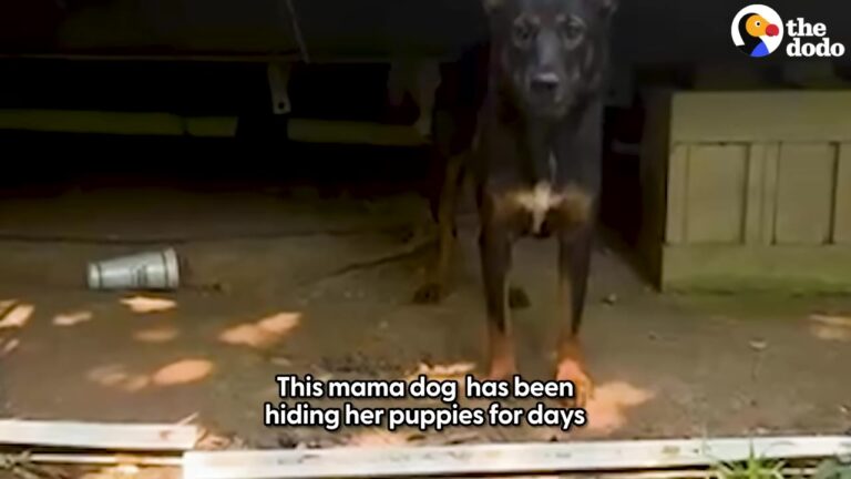 Texas Mama Dog Guarded An Empty Trailer For Days Until Rescuers Heard A Tiny Sound From Above