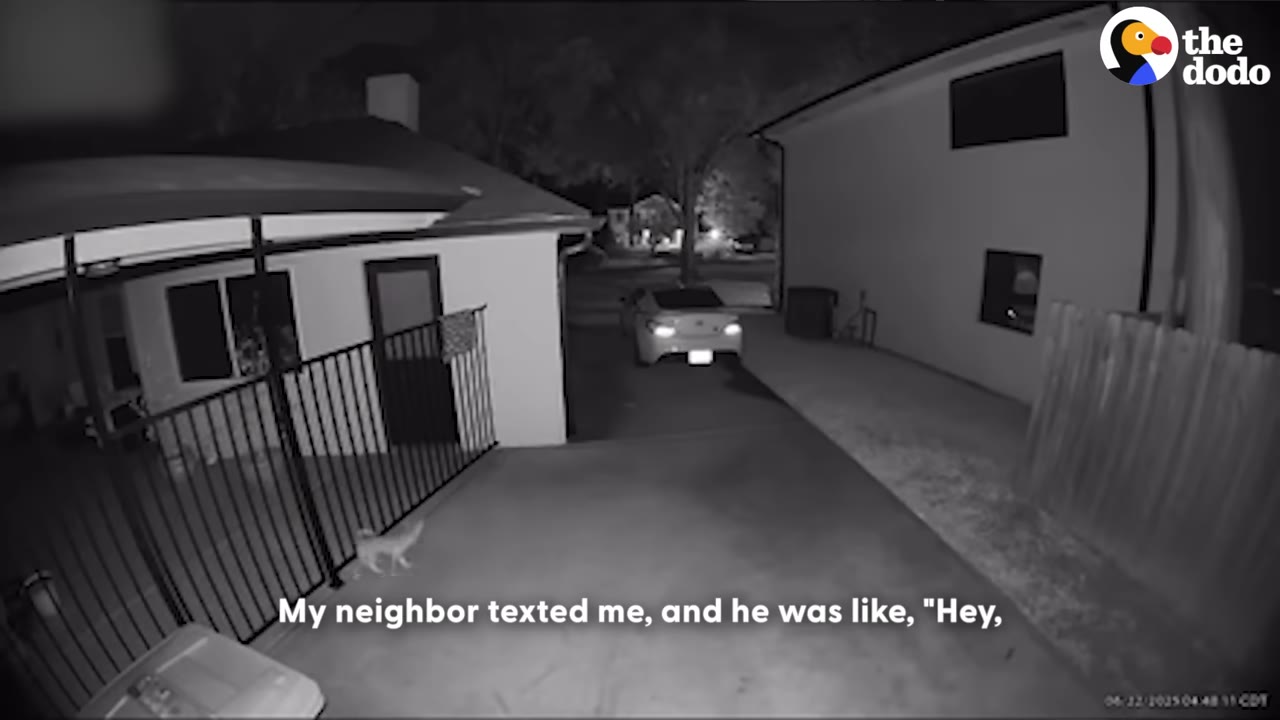 A black-and-white security camera view of a driveway at night, showing a small animal near a metal fence, with a subtitle that reads 'My neighbor texted me, and he was like, "Hey,'
