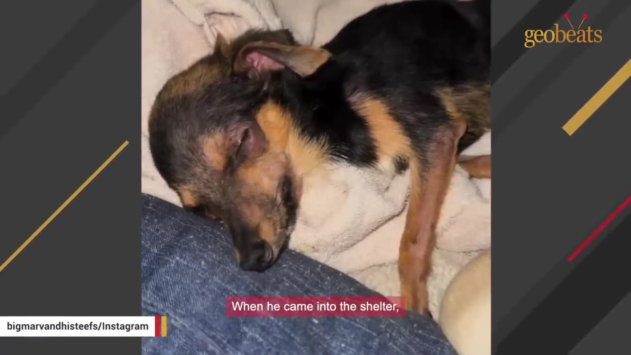 A small, frail black and tan dog sleeping soundly on a soft blanket.