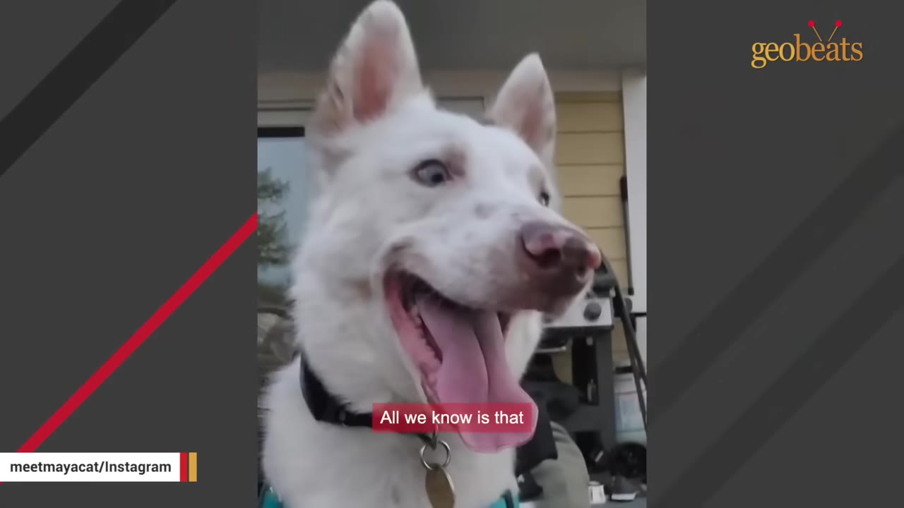 A close-up shot of a white dog with its tongue out, looking alertly to the side.
