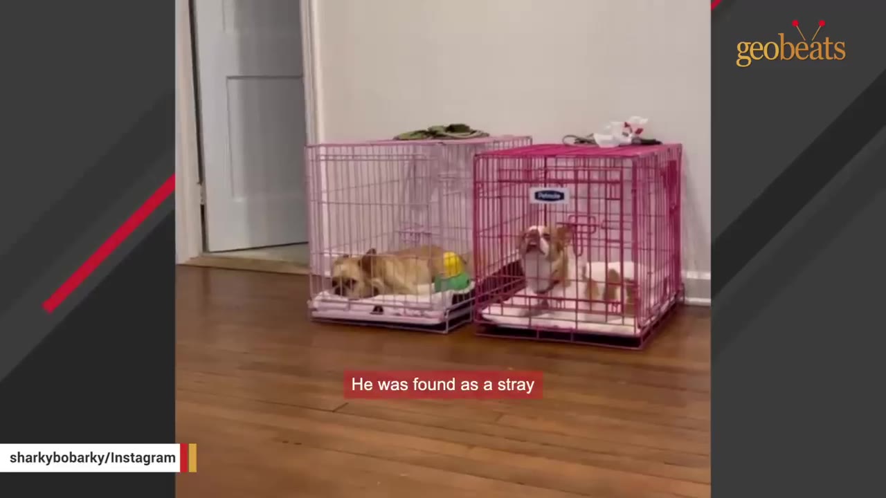 A small brown and white dog and another small dog are seen inside separate pink wire crates on a wooden floor, with text overlay reading 'He was found as a stray'.