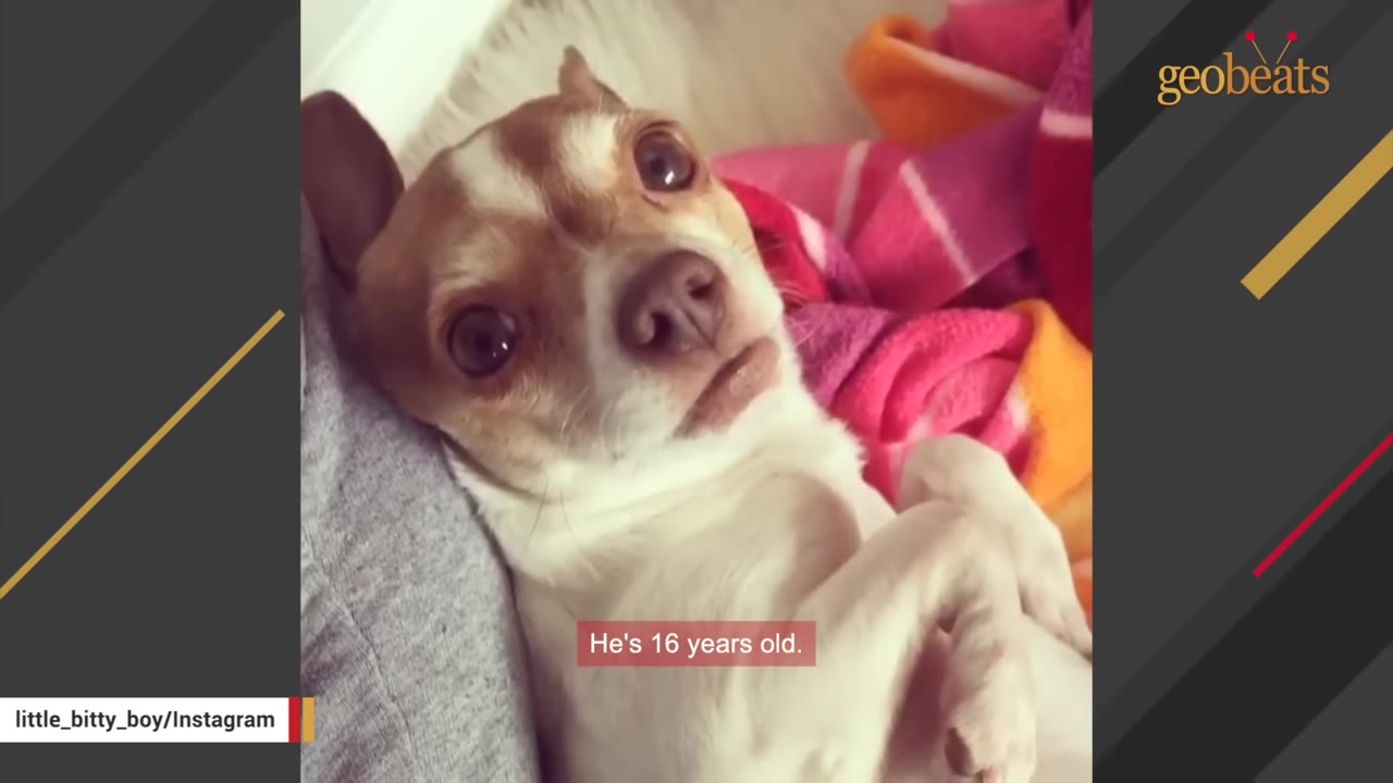 A close-up shot of a small brown and white chihuahua lying on its back, looking directly at the camera with wide, expressive eyes.