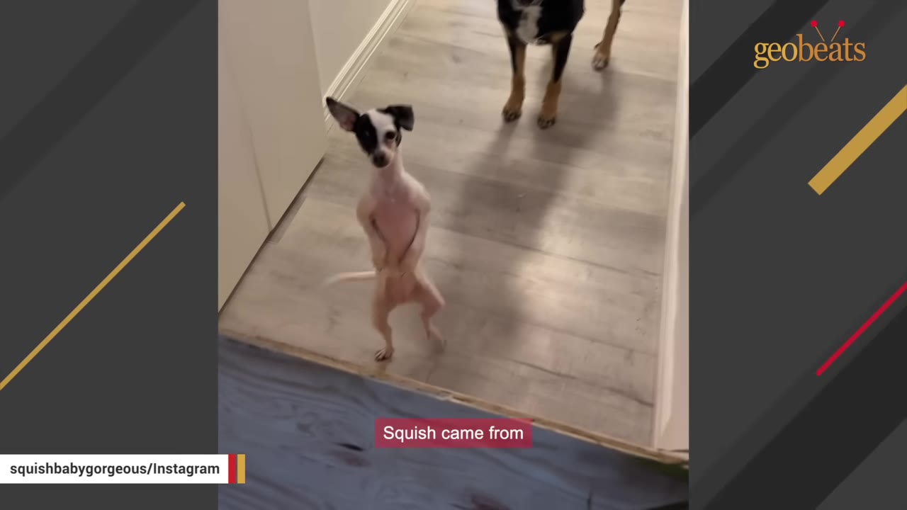 A very small, frail-looking black and white dog stands on its hind legs in a hallway.