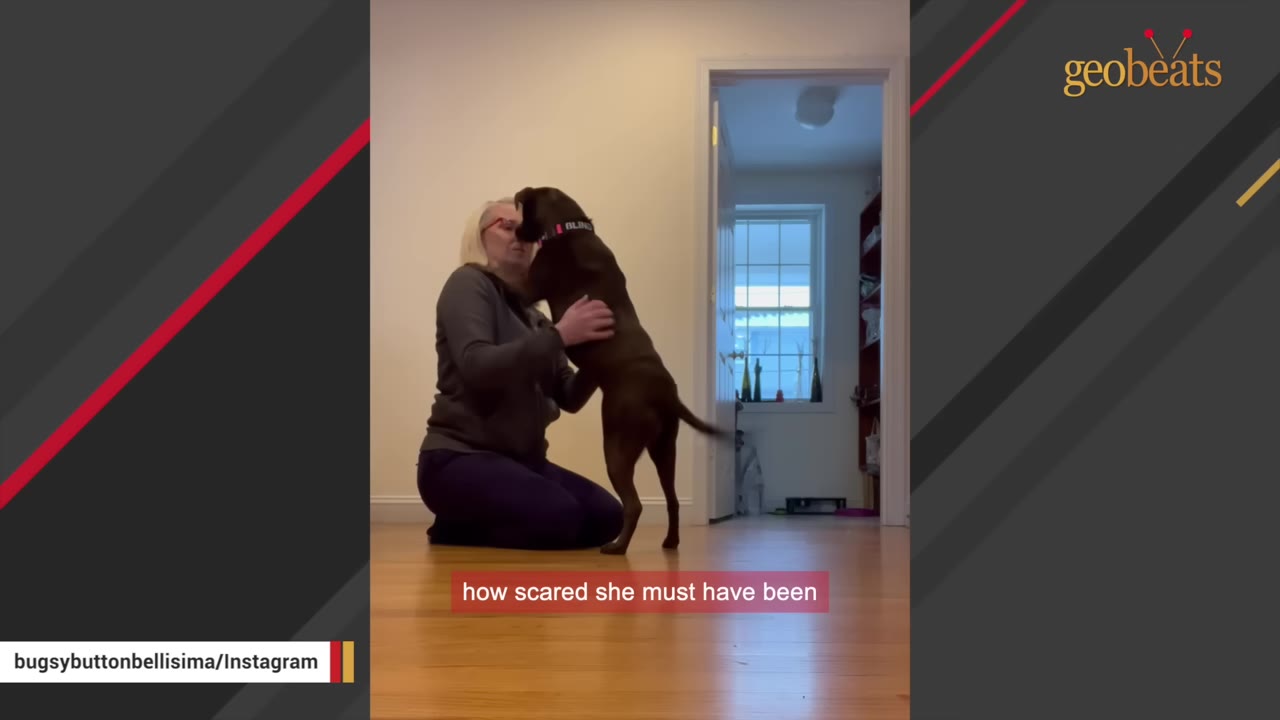 A brown dog stands on its hind legs to hug a kneeling woman on a wooden floor, with a subtitle reading 'how scared she must have been'.
