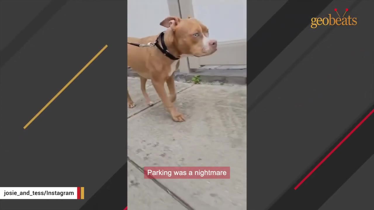 A tan and white pit bull-type dog wearing a black collar and leash walks along a concrete sidewalk.