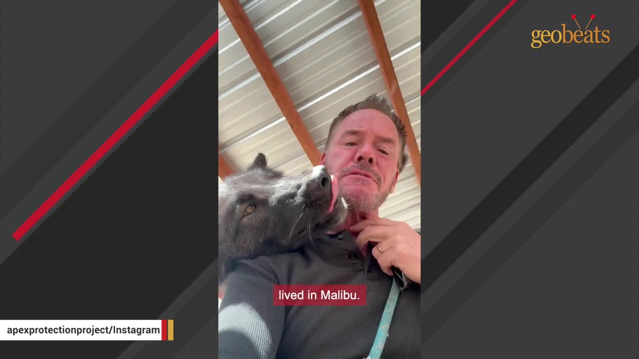 A large, black wolfdog rests its head on a man's shoulder and licks his neck under a wooden shelter.