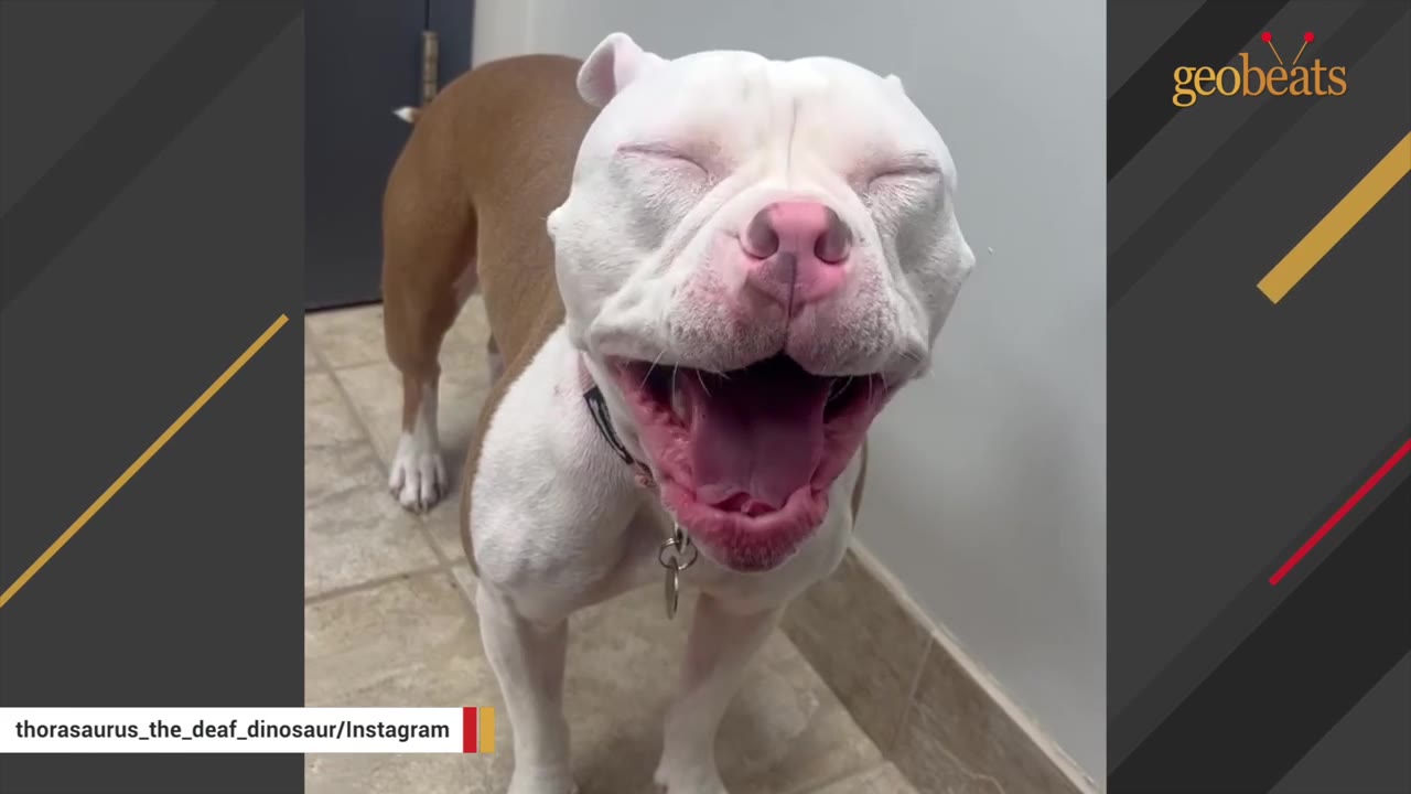 A close-up shot of a white and brown dog with its eyes closed, yawning with its mouth wide open.