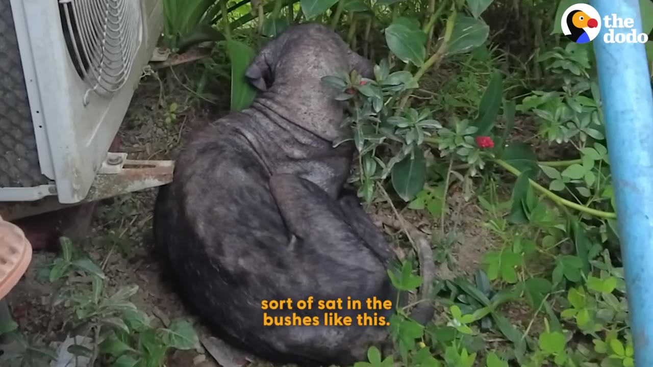 A hairless dog curled up on the ground in the bushes next to an outdoor air conditioning unit.