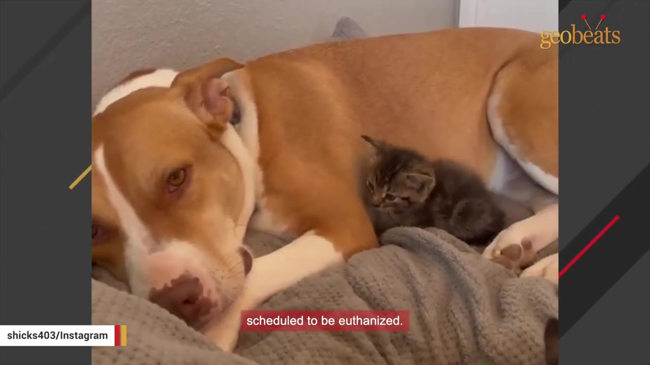 A tan and white pit bull lies down on a grey blanket next to a small tabby kitten.