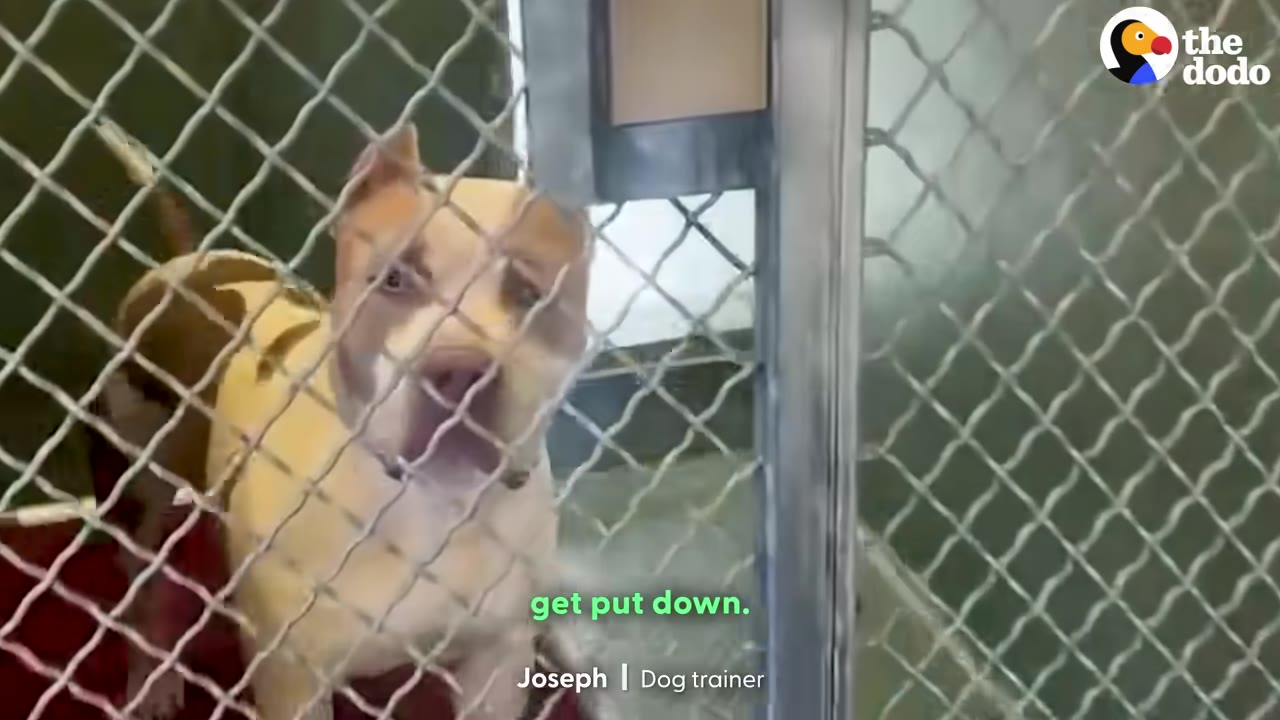 A tan and white dog stands behind a chain-link fence inside a shelter kennel, looking directly at the camera.