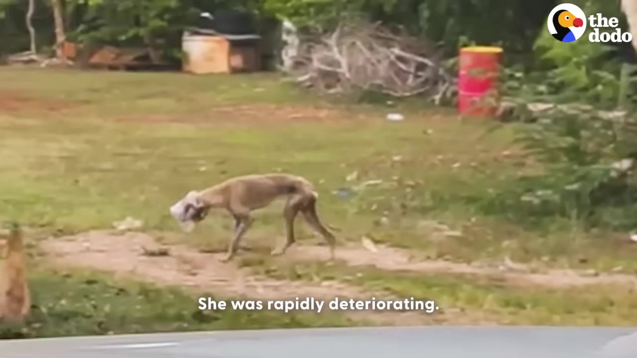 An extremely thin, malnourished dog with a plastic container stuck over its head walks across a grassy field.