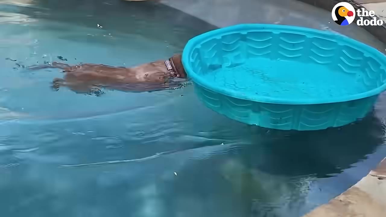 A brown dog swims in a large swimming pool next to a floating blue plastic kiddie pool.