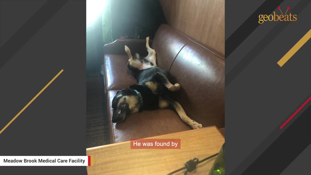 A black and tan dog lies on its back, sleeping comfortably on a brown leather couch.