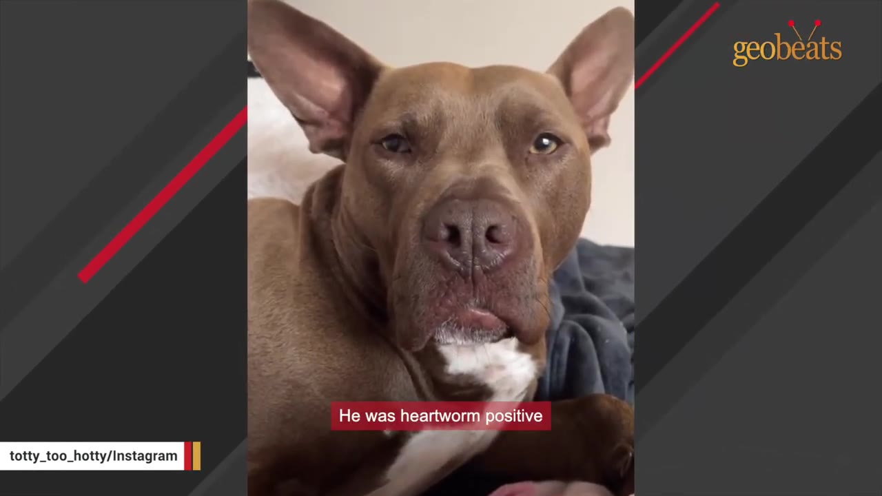 A close-up portrait of a brown pit bull-type dog looking directly at the camera with a serious expression.