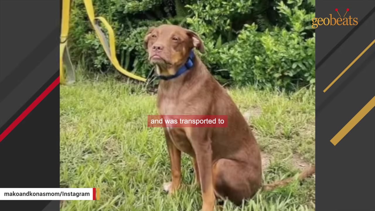 A brown dog with a blue collar sits on the grass outdoors, looking slightly to the side.