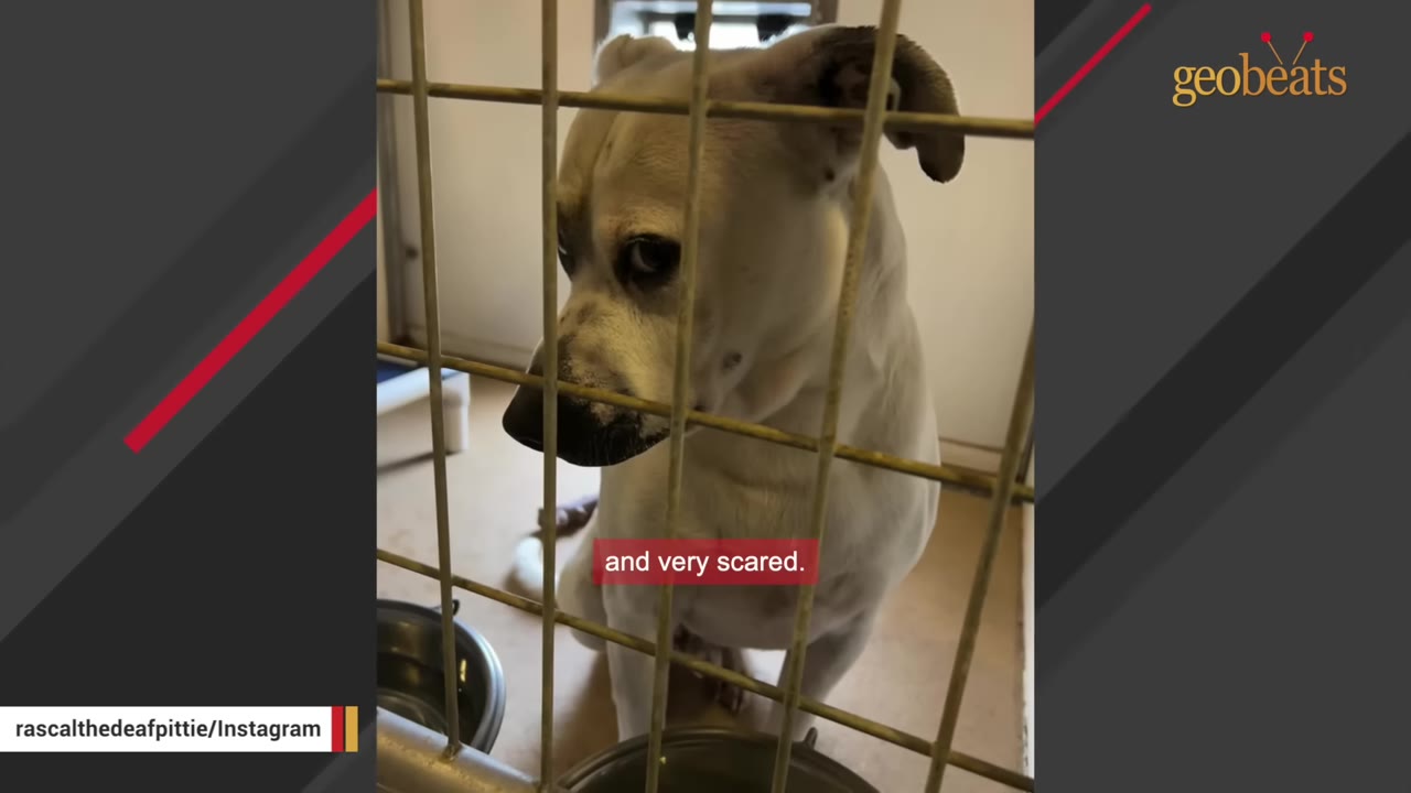 A close-up shot of a white dog with black markings looking down with a sad expression from behind the metal bars of a shelter cage.