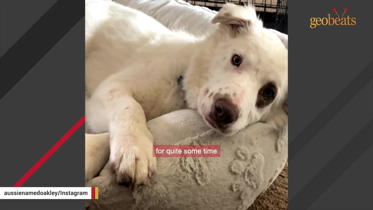 A close-up of a white dog with brown patches around his eyes lying down on a soft grey pet bed, looking directly at the camera with a gentle expression.