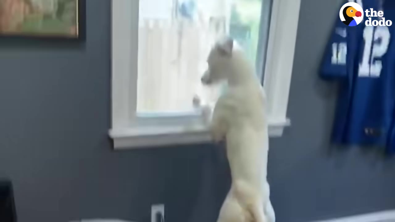 A white dog stands on its hind legs to peer out of a window.