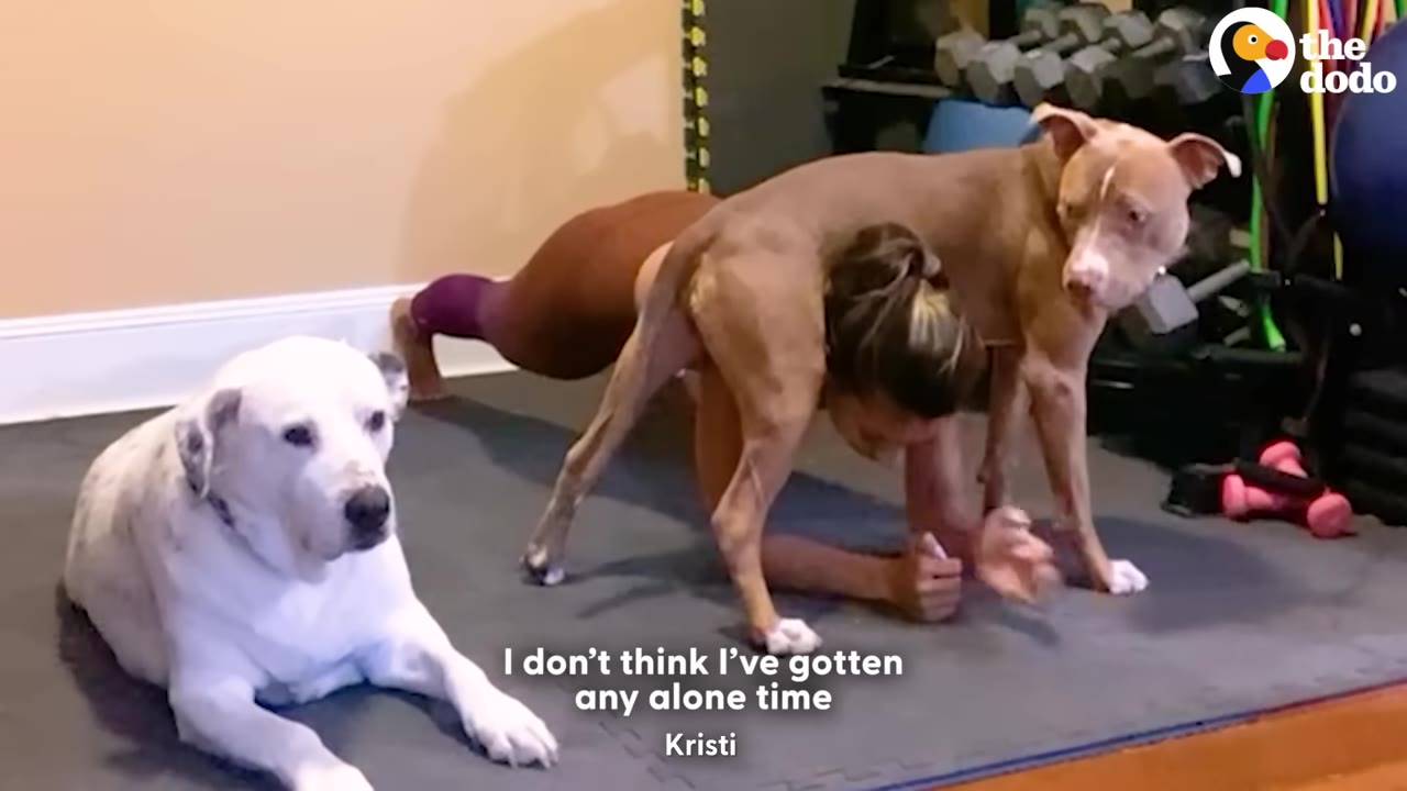 A woman doing a plank exercise on a gym mat while a tan pit bull stands directly over her back and a white dog lies nearby.