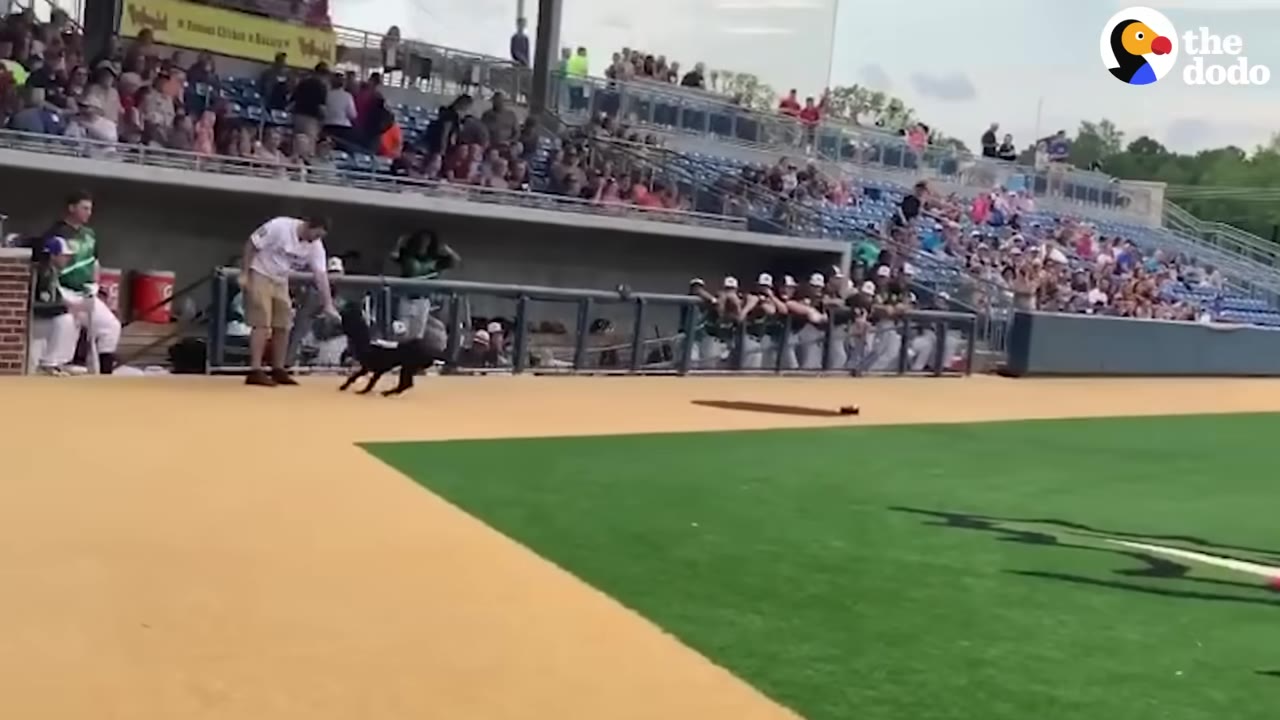 A black dog runs across a baseball field near a man in a white shirt and khaki shorts, with spectators watching from the stands.