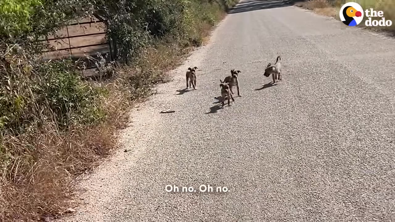 Four small brown puppies stand alone on a paved country road next to a grassy roadside.