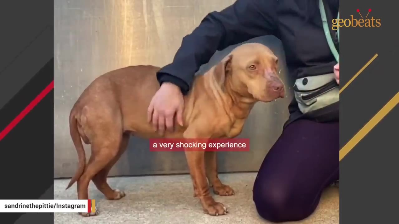 A brown dog with a fearful expression stands submissively as a person gently pets its side.
