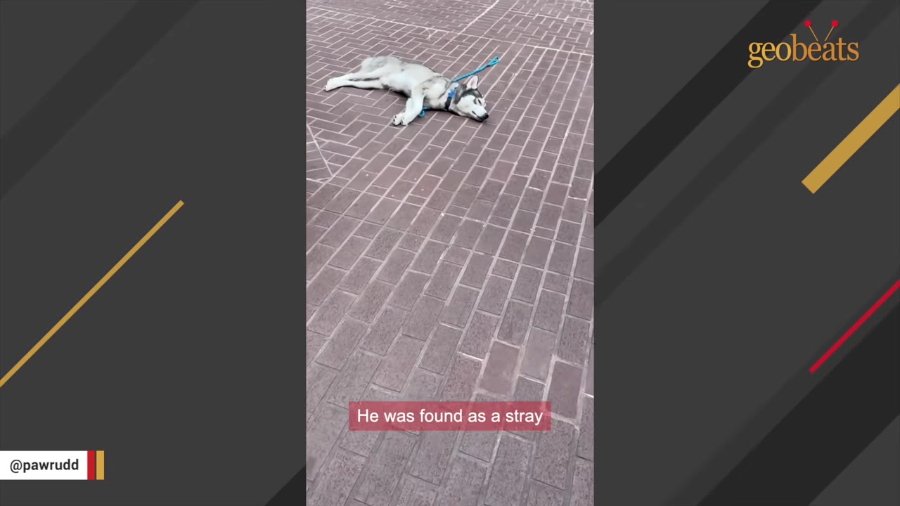 A husky dog lies tiredly on a brick-paved ground with a blue leash attached to its collar.