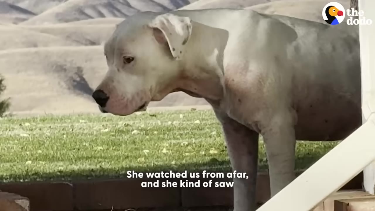A white dog stands on a grassy hill, looking attentively towards the camera from a distance.