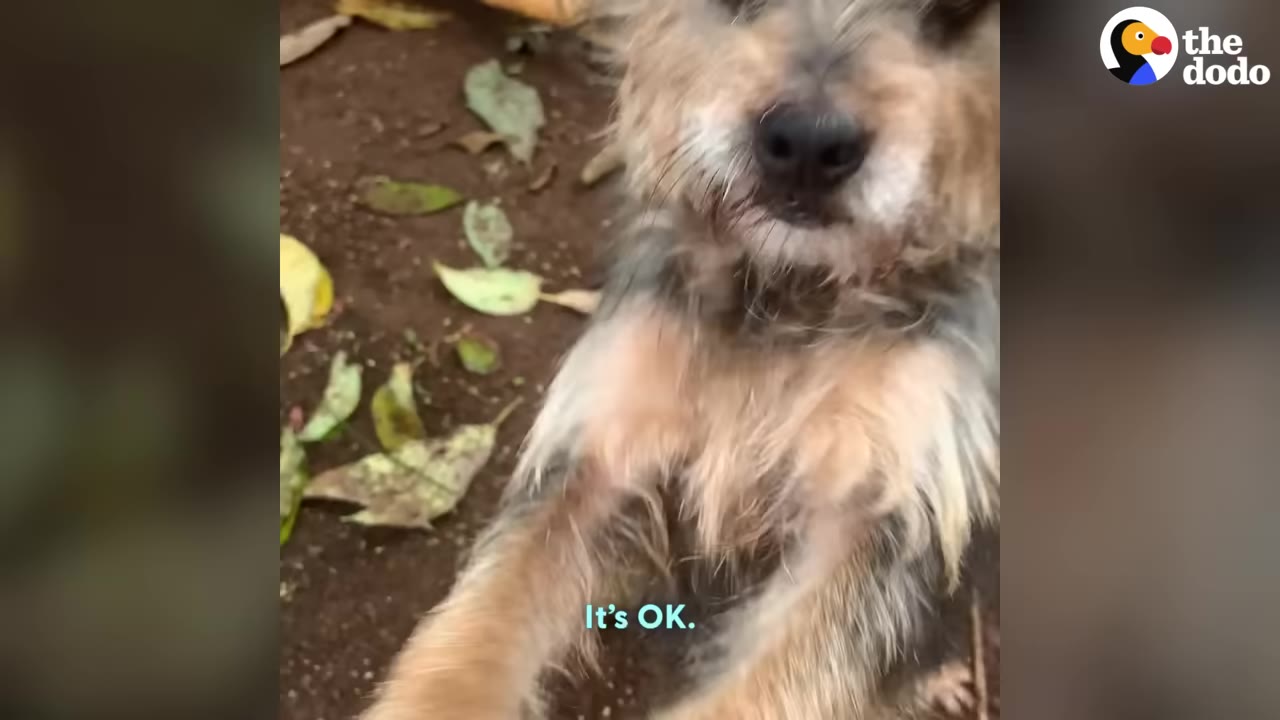A close-up shot of a small, scruffy, tan and grey dog looking up with wide eyes towards the camera.