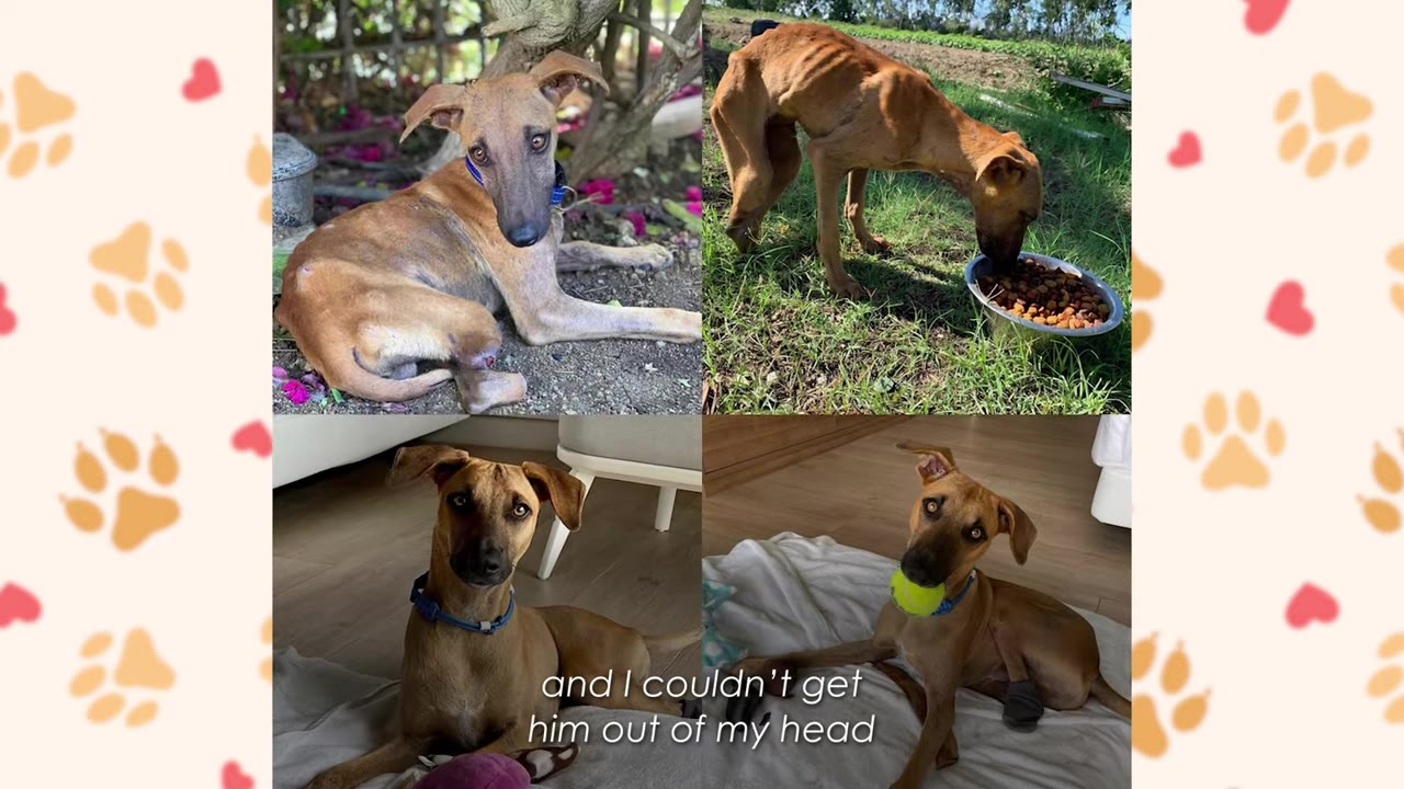 A four-panel collage showing a brown dog's journey, starting with a thin, injured dog looking directly at the camera, eating from a bowl, and later looking healthy and playing with a tennis ball.