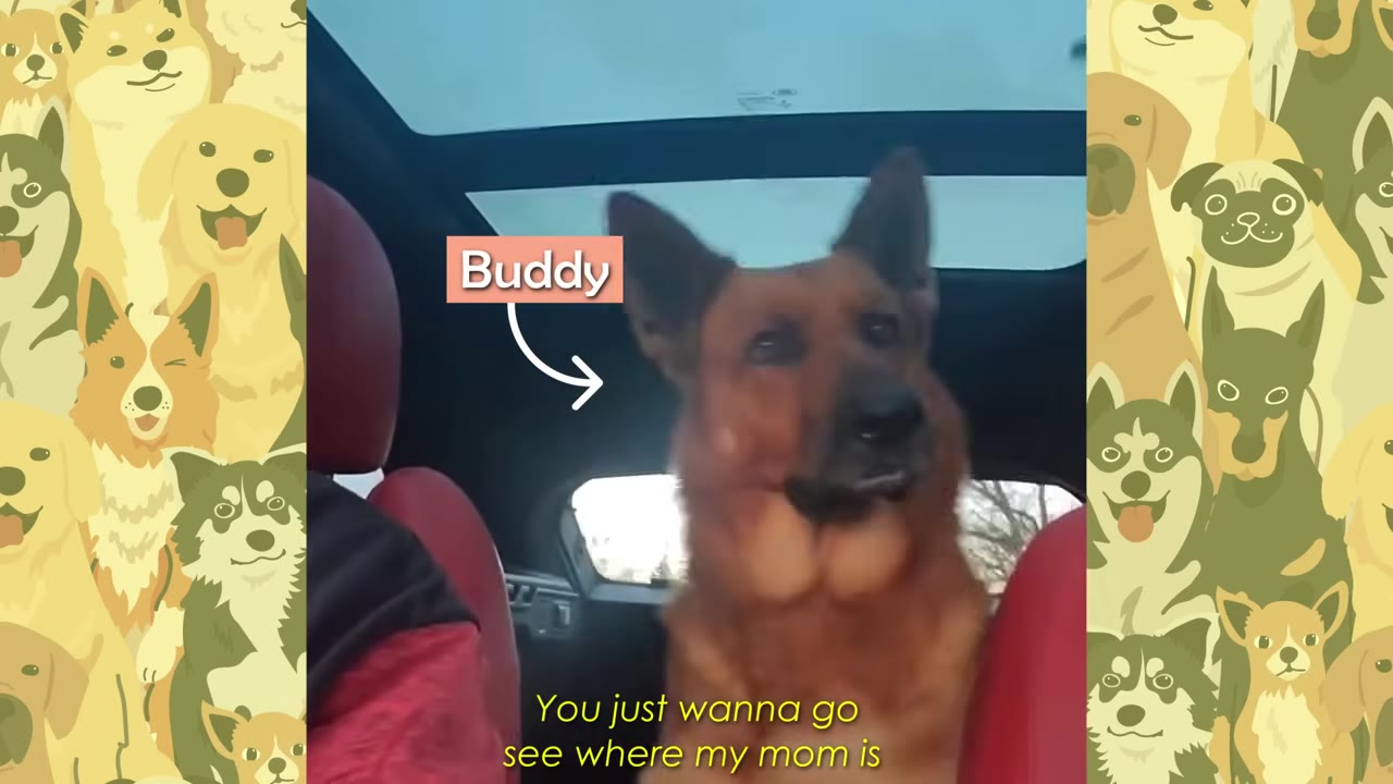 A German Shepherd named Buddy sits in the back seat of a car, looking forward with an attentive expression.