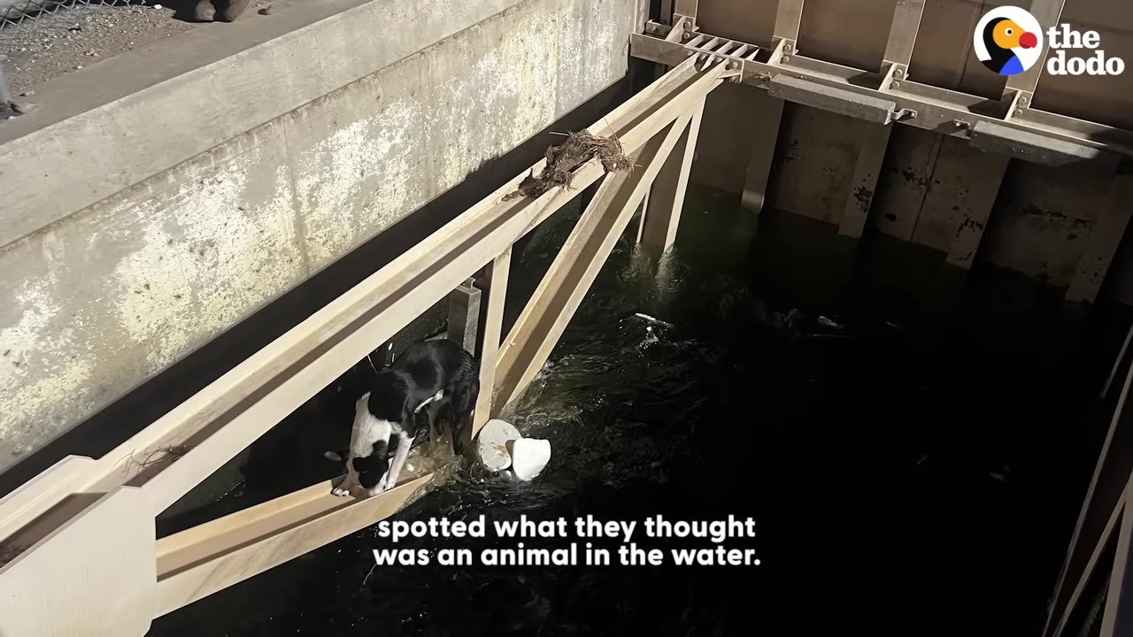 A black and white dog stands on a metal support beam of an aqueduct structure just above dark water.