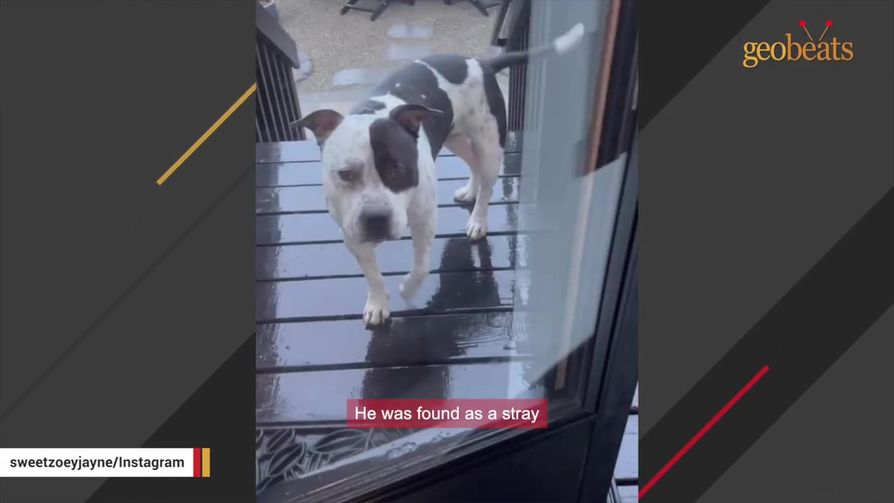 A black and white dog stands on a wet wooden deck outside a glass door, looking inside.