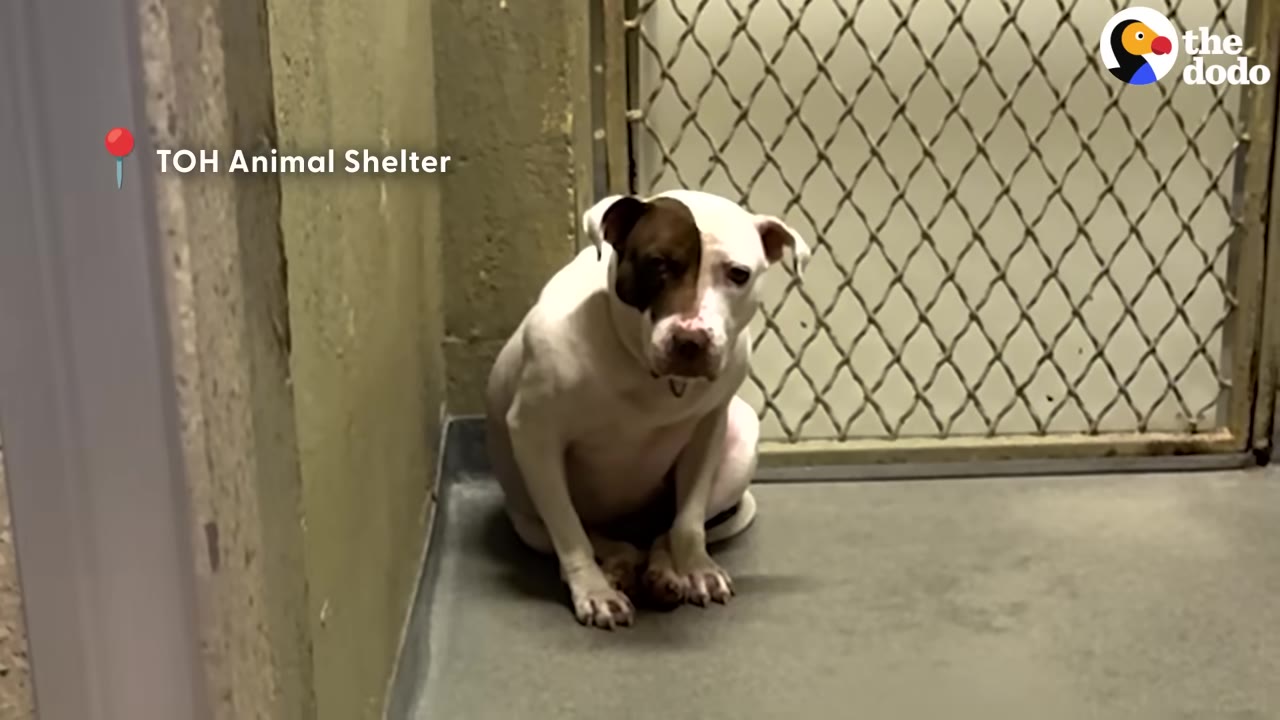 A sad white dog with a brown patch over its left eye sits hunched in the corner of a concrete animal shelter kennel.