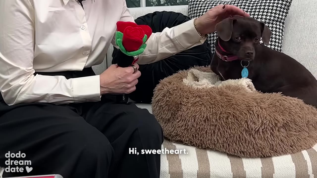 A close-up shot of a person gently petting a small brown dog sitting in a fluffy dog bed, while holding a plush red rose.