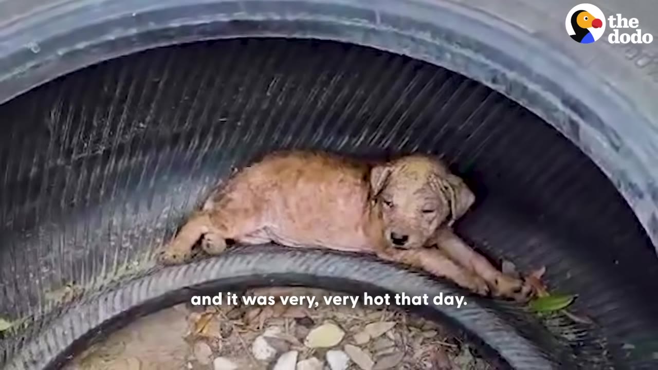 A small, light brown puppy lies exhausted inside the curve of a large black tire, with text reading 'and it was very, very hot that day.'