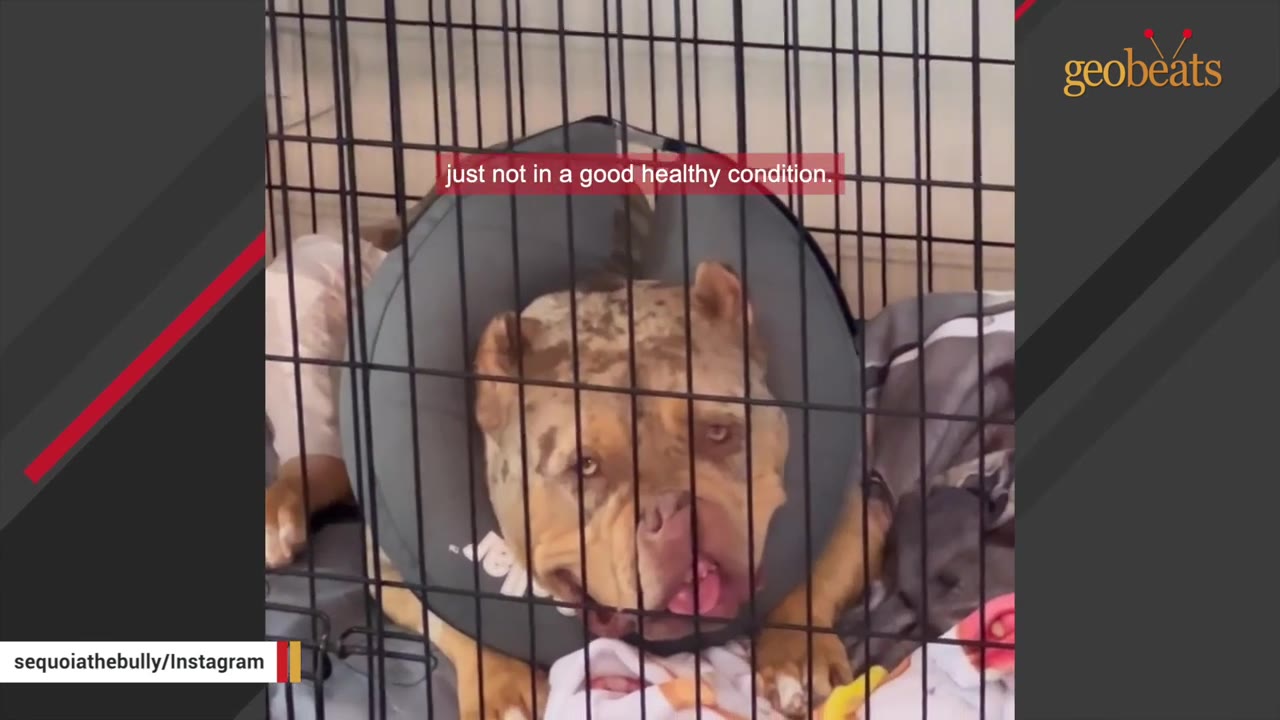A brown and white spotted dog wearing a medical cone collar looks out from inside a wire crate.