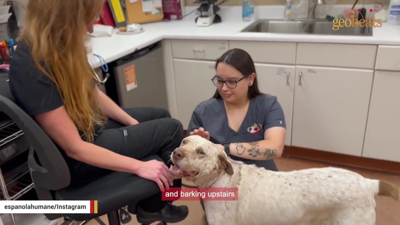 A sweet, light-colored dog with brown spots looks up happily while being petted by two veterinary clinic staff members.