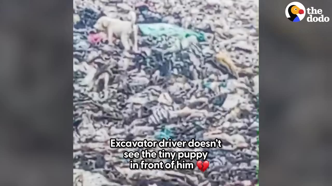 A low-resolution video frame showing a small white puppy standing amidst a massive pile of trash, with text overlay reading 'Excavator driver doesn't see the tiny puppy in front of him' and a broken heart emoji.